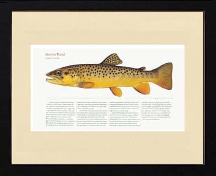 Brown Trout |  Matted Tomelleri Trout Fish Print