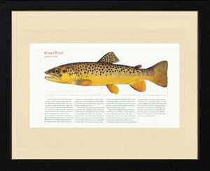 Brown Trout
