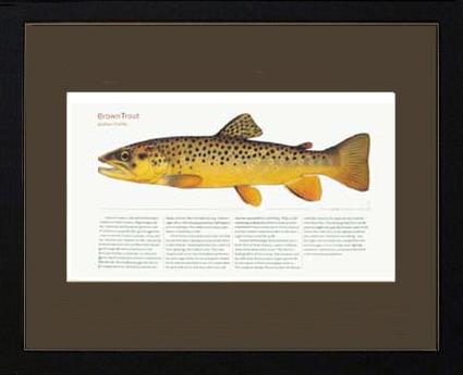 Brown Trout |  Matted Tomelleri Trout Fish Print