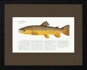 Brown Trout