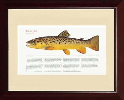 Brown Trout |  Matted Tomelleri Trout Fish Print