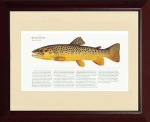 Brown Trout