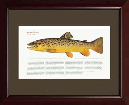 Brown Trout |  Matted Tomelleri Trout Fish Print