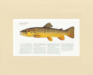 Brown Trout