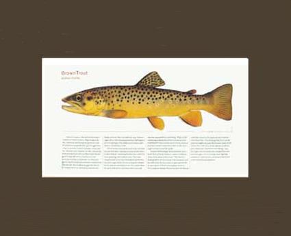 Brown Trout |  Matted Tomelleri Trout Fish Print