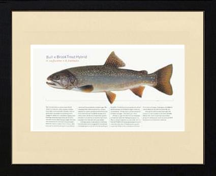 Bull-x-brook-Trout-Hybrid |  Matted Tomelleri Trout Fish Print