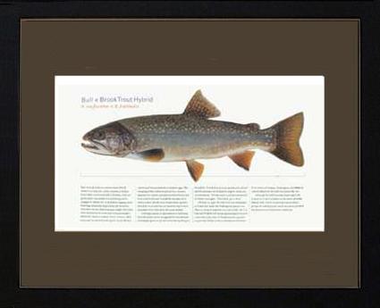 Bull-x-brook-Trout-Hybrid |  Matted Tomelleri Trout Fish Print