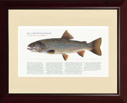 Bull-x-brook-Trout-Hybrid |  Matted Tomelleri Trout Fish Print