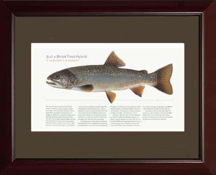 Bull-x-brook-Trout-Hybrid |  Matted Tomelleri Trout Fish Print