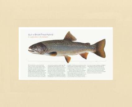 Bull-x-brook-Trout-Hybrid