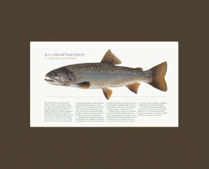 Bull-x-brook-Trout-Hybrid |  Matted Tomelleri Trout Fish Print