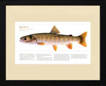 Bull Trout |  Matted Tomelleri Trout Fish Print