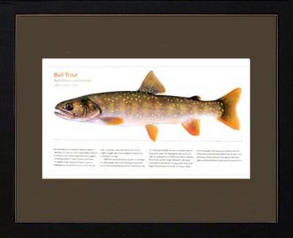Bull Trout |  Matted Tomelleri Trout Fish Print