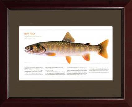 Bull Trout |  Matted Tomelleri Trout Fish Print