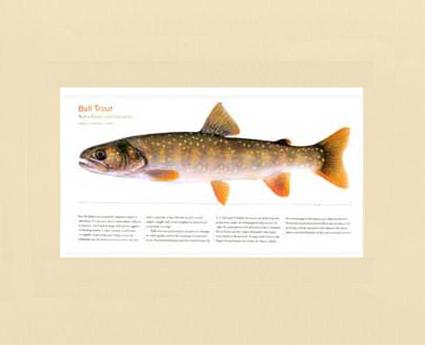Bull Trout