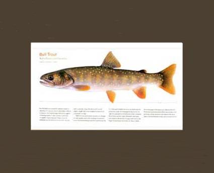 Bull Trout |  Matted Tomelleri Trout Fish Print