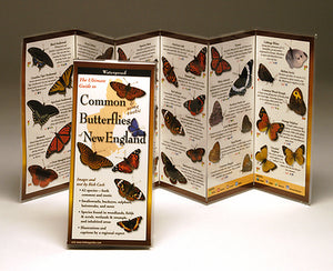 COMMON BUTTERFLIES OF THE NORTHEAST- FOLDING GUIDE - Charting Nature
