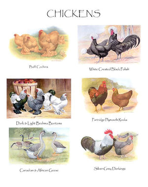 Vintage Chicken Note Cards 