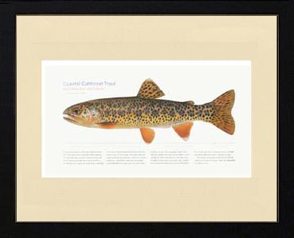 Coastal Cutthroat Trout |  Matted Tomelleri Trout Fish Print