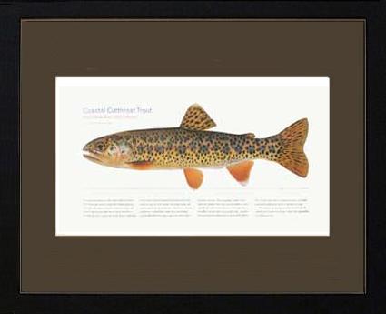 Coastal Cutthroat Trout |  Matted Tomelleri Trout Fish Print