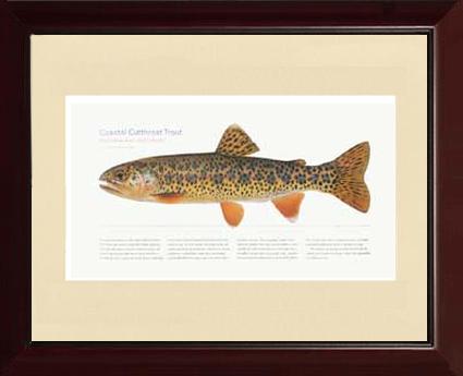 Coastal Cutthroat Trout |  Matted Tomelleri Trout Fish Print