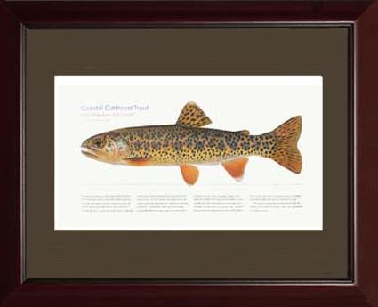 Coastal Cutthroat Trout |  Matted Tomelleri Trout Fish Print