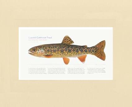 Coastal Cutthroat Trout