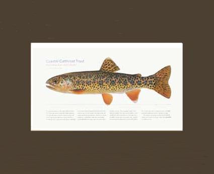 Coastal Cutthroat Trout |  Matted Tomelleri Trout Fish Print