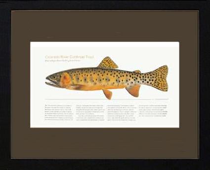 Colorado River Cutthroat Trout |  Matted Tomelleri Trout Fish Print