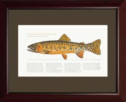 Colorado River Cutthroat Trout |  Matted Tomelleri Trout Fish Print