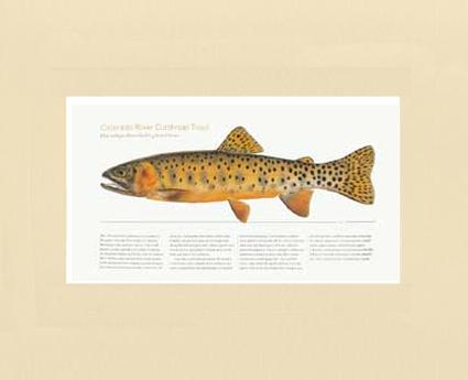 Colorado River Cutthroat Trout