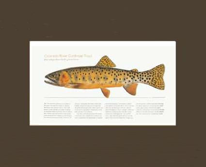 Colorado River Cutthroat Trout |  Matted Tomelleri Trout Fish Print