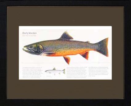 Dolly Varden | Matted Fish Print