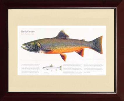 Dolly Varden | Matted Fish Print