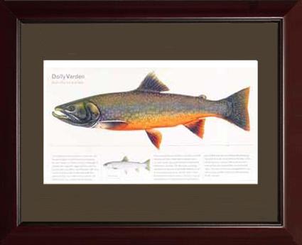 Dolly Varden | Matted Fish Print