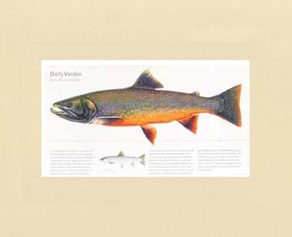Dolly Varden