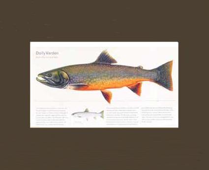 Dolly Varden | Matted Fish Print