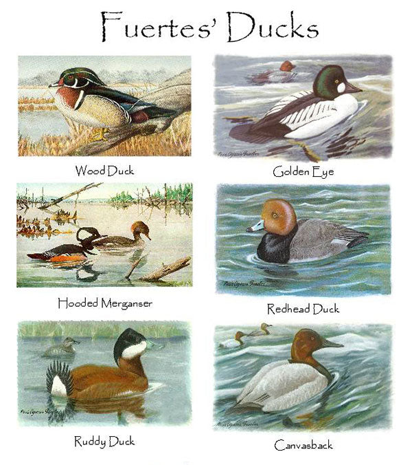 Duck  | Bird Note Card Set