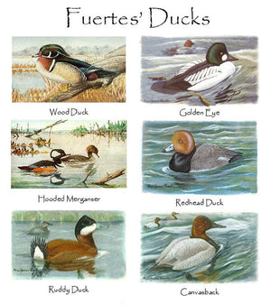 Duck Notecards