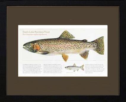 Eagle Lake Rainbow Trout |  Matted Tomelleri Trout Fish Print
