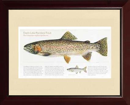 Eagle Lake Rainbow Trout |  Matted Tomelleri Trout Fish Print