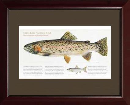 Eagle Lake Rainbow Trout |  Matted Tomelleri Trout Fish Print