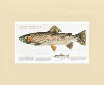 Eagle Lake Rainbow Trout