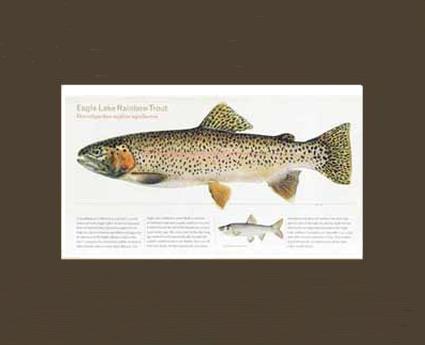 Eagle Lake Rainbow Trout |  Matted Tomelleri Trout Fish Print