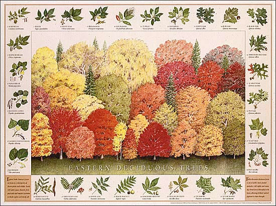 Eastern Deciduous Trees Poster Identification Chart