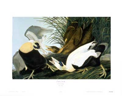 Duck, Eider