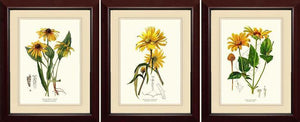 Black-Eyed Susan, Sunflower and  False Sunflower