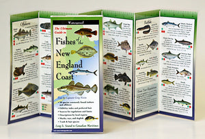 FISHES OF THE NEW ENGLAND COAST - FOLDING GUIDE - Charting Nature