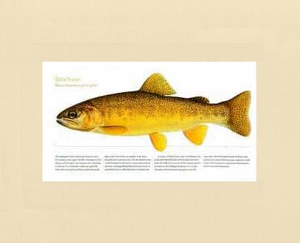 Gila Trout