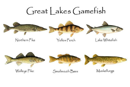 Great Lakes Gamefish | Fish Notecard Set